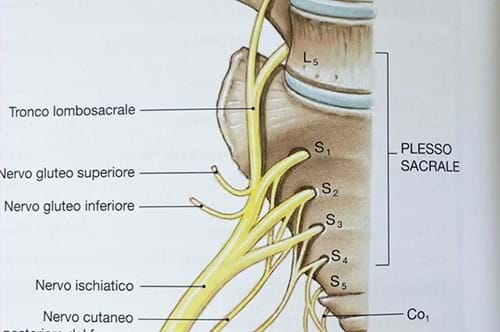 Sciatica e cruralgia